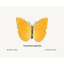 Callidryas Agarithe Giclee Fine Art Print - #collection_name#