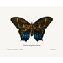Haetera Philoctetes Giclee Fine Art Print - #collection_name#