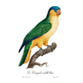 Le Perroquet à Calotte Bleue Giclee Fine Art Print - #collection_name#