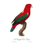 Le Perroquet Lori Nouara Giclee Fine Art Print - #collection_name#