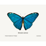 Morpho Adonis Giclee Fine Art Print - #collection_name#