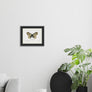 Pyrameis Huntera - #collection_name#