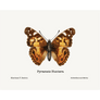 Pyrameis Huntera Giclee Fine Art Print - #collection_name#