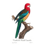 Variété de la Perruche Omnicolore Giclee Fine Art Print - #collection_name#