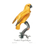 Variété du Perroquet à tête grise Giclee Fine Art Print - #collection_name#