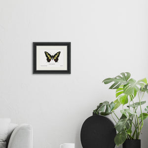 Papilio Duponcheli Giclee Fine Art Print