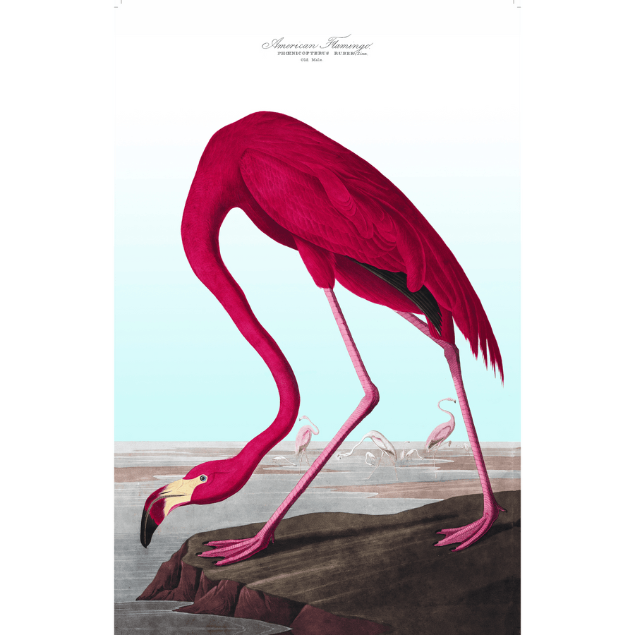 American Flamingo Giclee Fine Art Print - #collection_name#