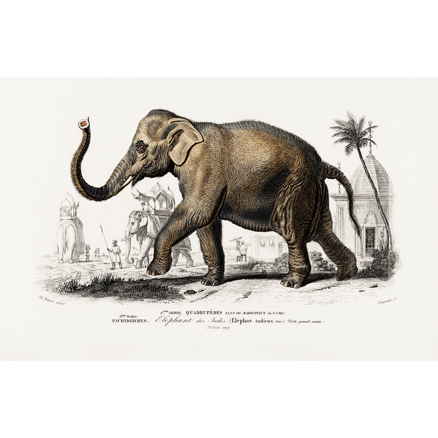 Elephant des Indes Giclee Fine Art Print - #collection_name#