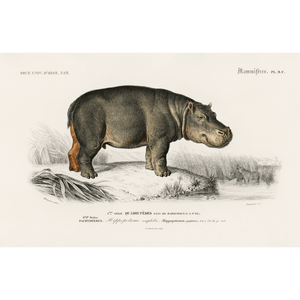 Hippopotame Amphibie Giclee Fine Art Print - #collection_name#