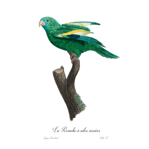 La Perruche à Ailes Variées Giclee Fine Art Print - #collection_name#