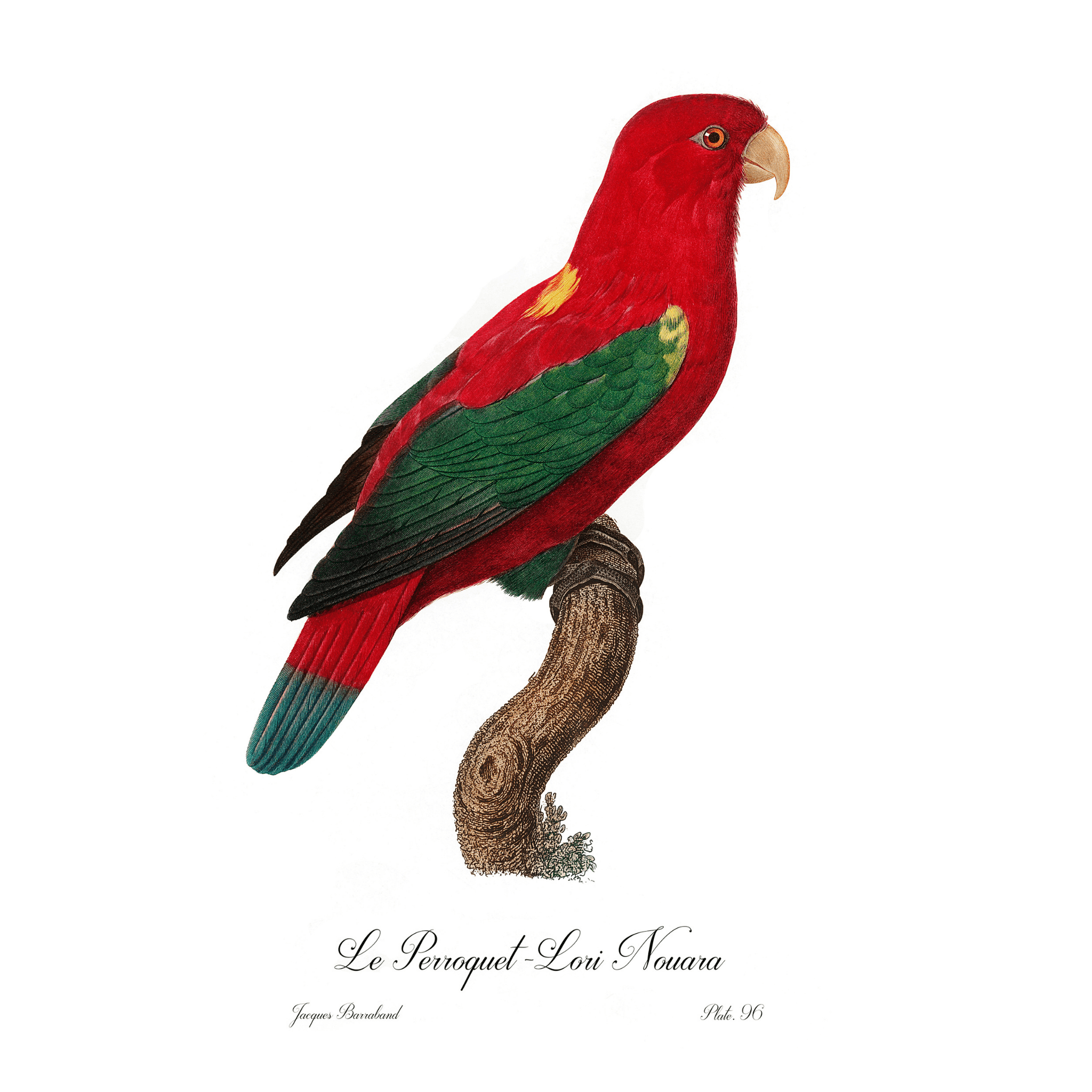 Le Perroquet Lori Nouara Giclee Fine Art Print