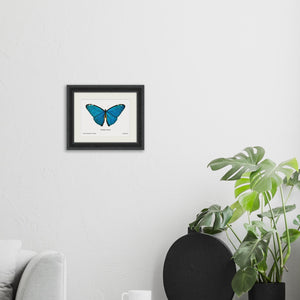 Morpho Adonis - #collection_name#