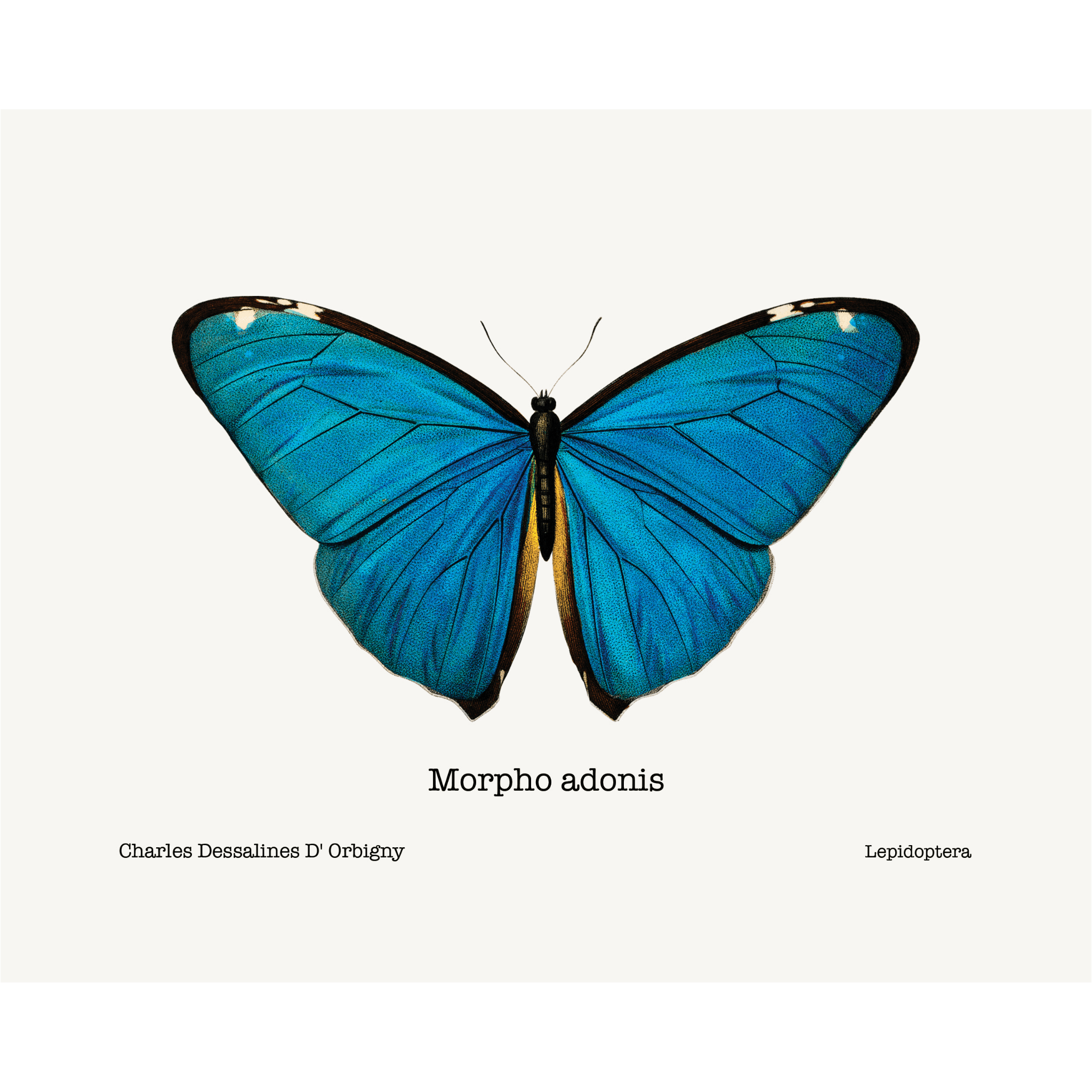 Morpho様 Morpho Adonis Giclee Fine Art Print