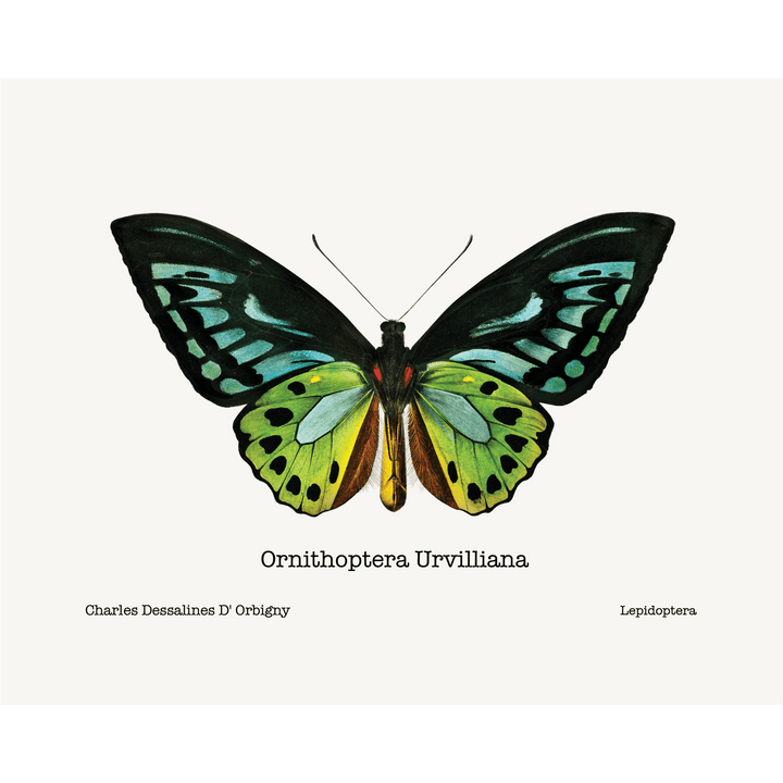 Ornithoptera Urvilliana Giclee Fine Art Print - #collection_name#