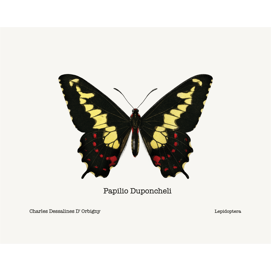 Papilio Duponcheli Giclee Fine Art Print - #collection_name#