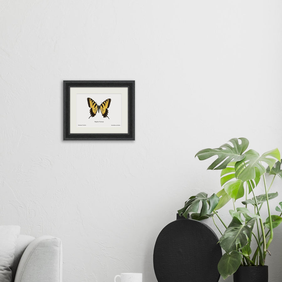 Papilio Turnus - #collection_name#