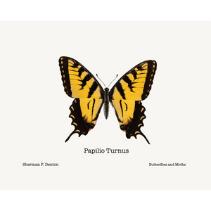 Papilio Turnus Giclee Fine Art Print - #collection_name#