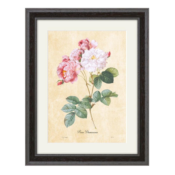 Rosa Damascena - P.J Redoute (1824) - #collection_name#