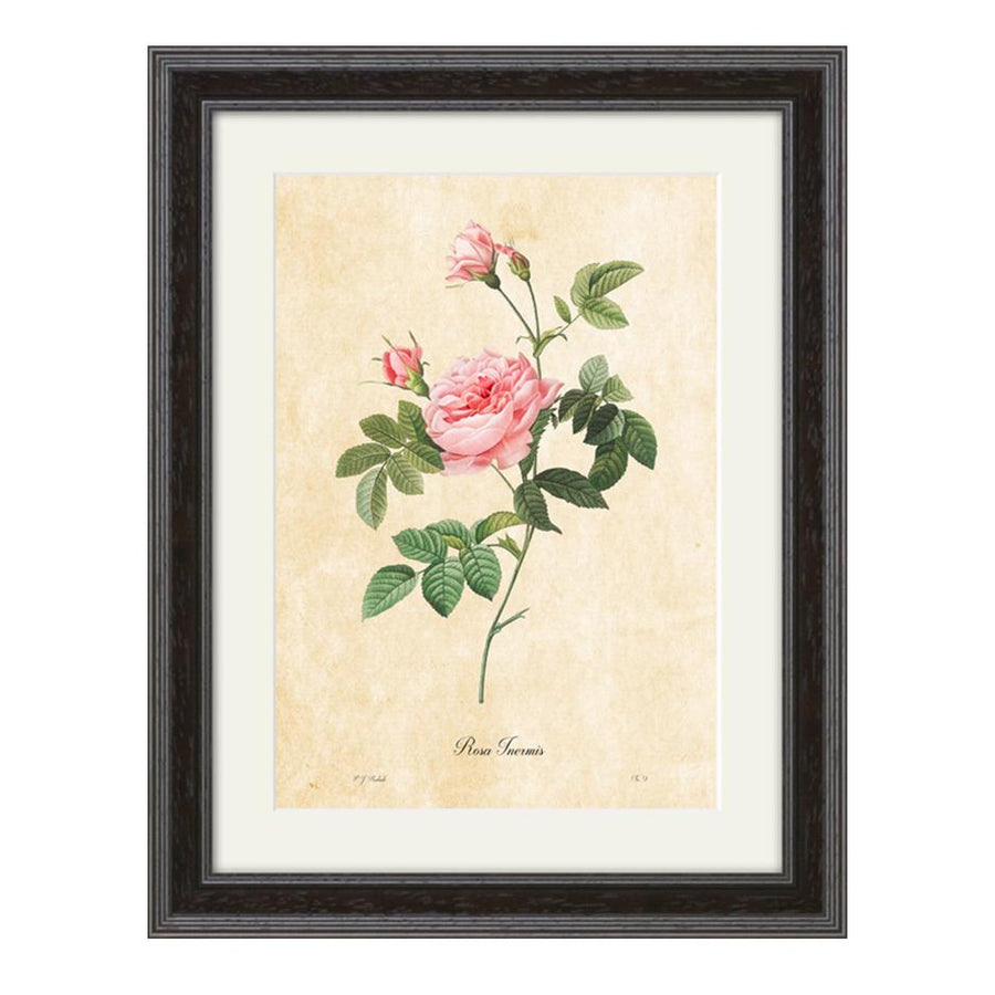 Rosa Inermis - P.J Redoute (1824) - #collection_name#