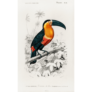 Toucan du Para Giclee Fine Art Print - #collection_name#